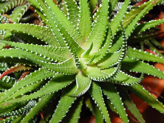 Aloe Vera je krasna a obsahuje uzitecnou duzinu